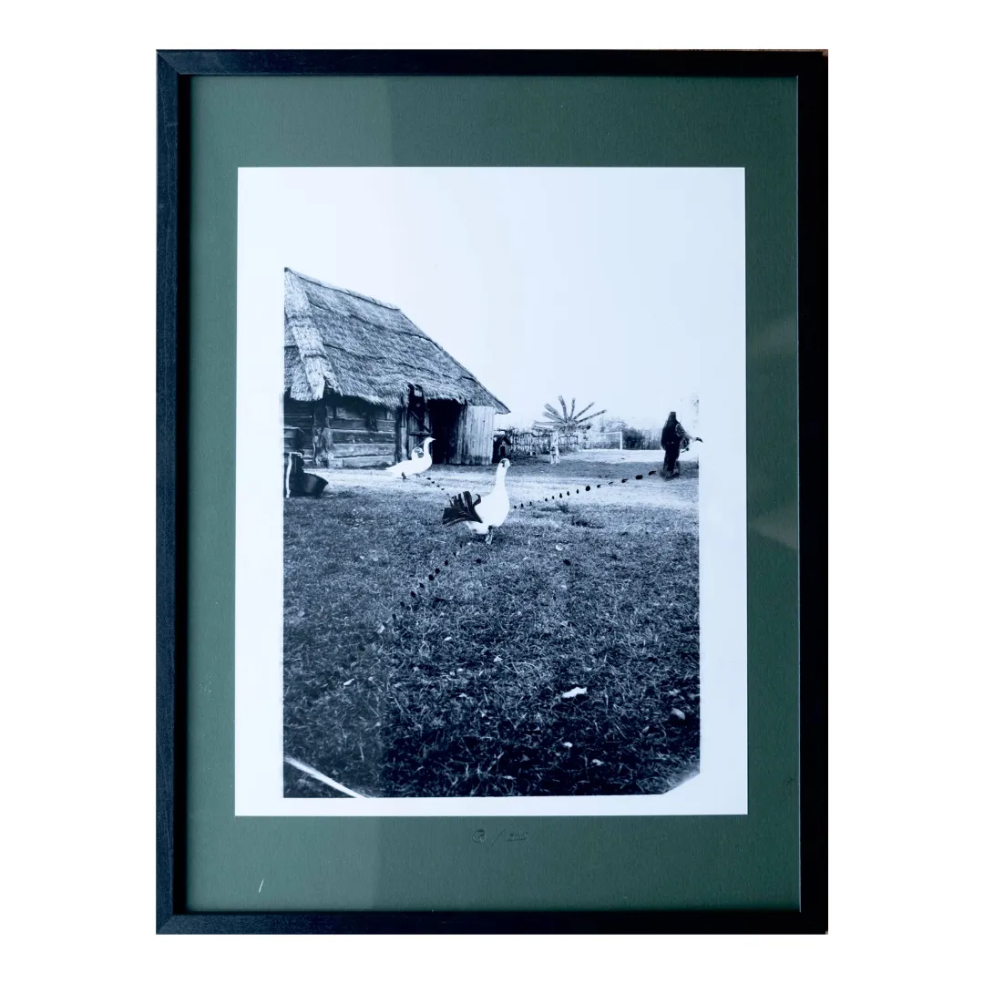 Image of The geese in search by Sashko Seliuk, size: 24х30, made of analog photo with graphic decoration, analog photography medium, from Lutsk, part of the Nature and Urban series